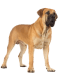 Pets